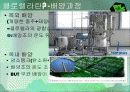 클로렐라(Chlorella) 7페이지