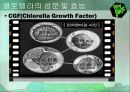 클로렐라(Chlorella) 12페이지