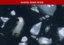지구온난화의 개념, 피해, 해결책 15페이지