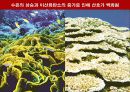 지구온난화의 개념, 피해, 해결책 22페이지