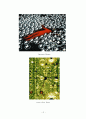 Wonderland of  KUSAMA YAYOI  13페이지