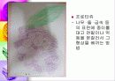 초등학교 미술 상상표현 단원 지도방법과 감상자료 29페이지
