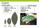 차(茶)의 기능,역사,종류에 대한이해 & 차(茶)시장 트렌드 9페이지
