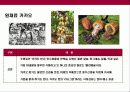 초콜릿& 쵸콜릿 명품 브랜드 고디바(Godiva)의 이해 16페이지