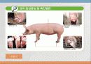 구제역의 정의 전염경로와 증상 및 진단과 예방법 9페이지