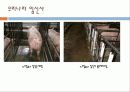 임신돈의 사양관리 28페이지