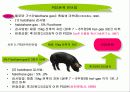 PSE돈육 발생의 원인이 되는 PSS 유전자 11페이지