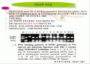 PSE돈육 발생의 원인이 되는 PSS 유전자 12페이지