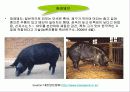 PSE돈육 발생의 원인이 되는 PSS 유전자 17페이지
