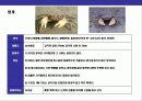  바닷게의 종류와 특성에 대한 이해 19페이지