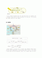 광합성[photosynthesis 光合成]  6페이지