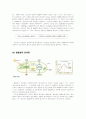 광합성[photosynthesis 光合成]  7페이지