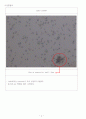 Synthesis and Characterization of ZnO Nanorod 결과보고서 4페이지