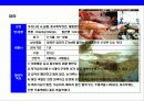 새우 & 가재의 종류와 특성에 대한 이해 3페이지