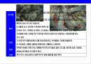 새우 & 가재의 종류와 특성에 대한 이해 4페이지