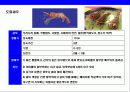 새우 & 가재의 종류와 특성에 대한 이해 6페이지