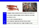 새우 & 가재의 종류와 특성에 대한 이해 9페이지
