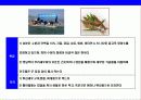 새우 & 가재의 종류와 특성에 대한 이해 10페이지
