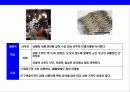 새우 & 가재의 종류와 특성에 대한 이해 12페이지
