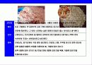 새우 & 가재의 종류와 특성에 대한 이해 14페이지