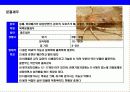 새우 & 가재의 종류와 특성에 대한 이해 16페이지