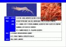 새우 & 가재의 종류와 특성에 대한 이해 17페이지