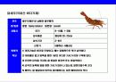 새우 & 가재의 종류와 특성에 대한 이해 18페이지