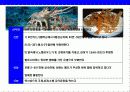 새우 & 가재의 종류와 특성에 대한 이해 19페이지