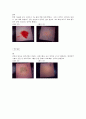 얼룩빼기 실험 4페이지