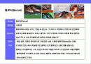 명품 브랜드 슈즈(Shoes)의 이해 18페이지