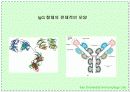 항체와 B 림프구 : 단클론 항체의 제조 8페이지