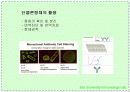 항체와 B 림프구 : 단클론 항체의 제조 32페이지