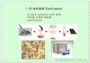 항체와 B 림프구 : 단클론 항체의 제조 39페이지