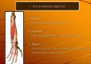tennis elbow(외측상과염) 8페이지