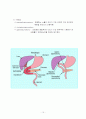 췌장암(pancreatic ca) 15페이지