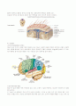 신경계의 해부와 생리 5페이지