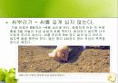 청경채 재배법 및 청경채의 특성과 효능(ppt) 6페이지