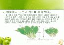 청경채 재배법 및 청경채의 특성과 효능(ppt) 7페이지