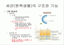 원핵생물의 구조와 기능 2페이지