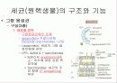 원핵생물의 구조와 기능 3페이지
