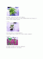 [견학]2009광주 봄꽃 박람회를 다녀와서 2페이지