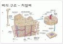 뼈대계통 총론 8페이지
