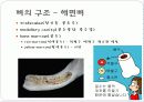 뼈대계통 총론 9페이지