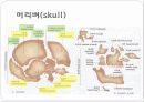 몸통뼈대(axial skeleton) 머리뼈(skull) 6페이지