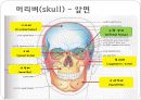 몸통뼈대(axial skeleton) 머리뼈(skull) 7페이지
