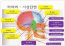 몸통뼈대(axial skeleton) 머리뼈(skull) 10페이지