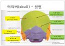 몸통뼈대(axial skeleton) 머리뼈(skull) 11페이지