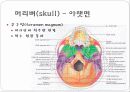 몸통뼈대(axial skeleton) 머리뼈(skull) 12페이지