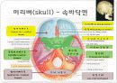 몸통뼈대(axial skeleton) 머리뼈(skull) 13페이지