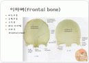 몸통뼈대(axial skeleton) 머리뼈(skull) 16페이지